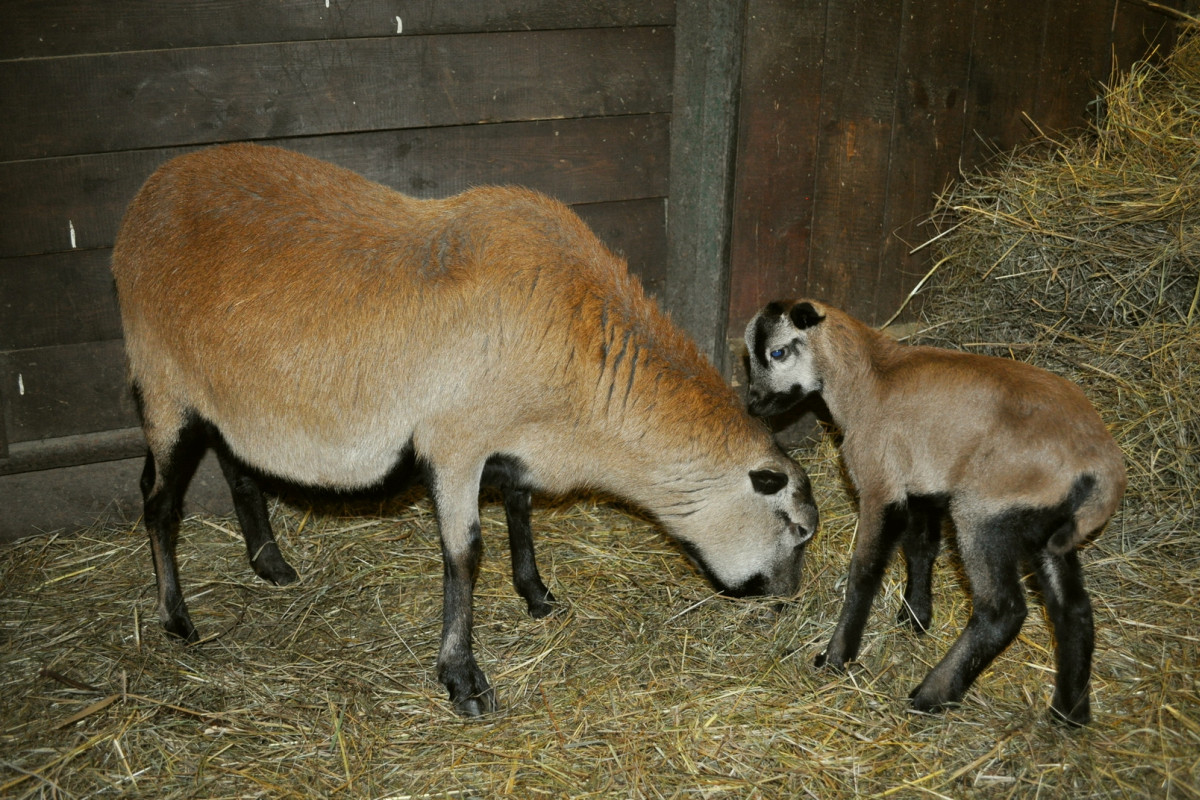 V děčínské zoo se narodilo první letošní mládě V děčínské zoo se narodilo první letošní mládě