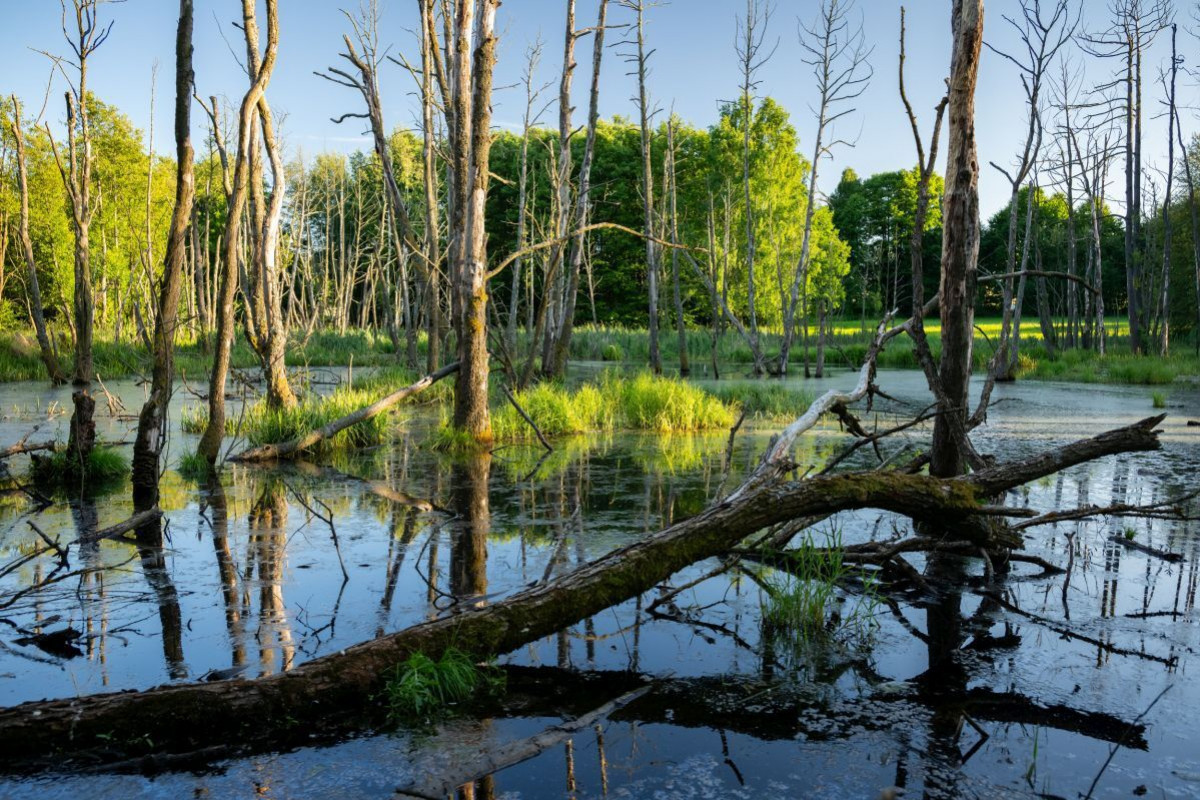 Mokřad u Maříže ovládl Adapterra Awards v Jihočeském kraji Mokřad u Maříže ovládl Adapterra Awards v Jihočeském kraji