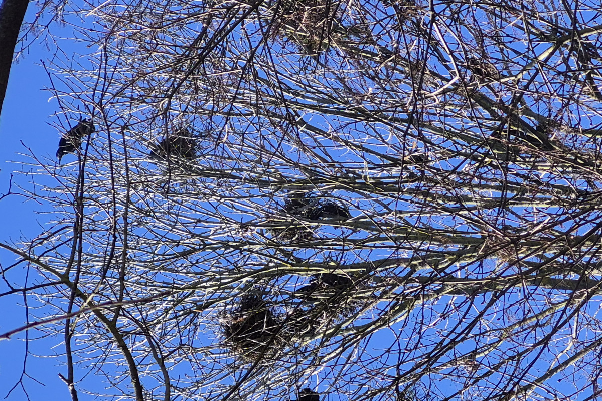 Město Tábor průběžně pokračuje v boji proti havranům