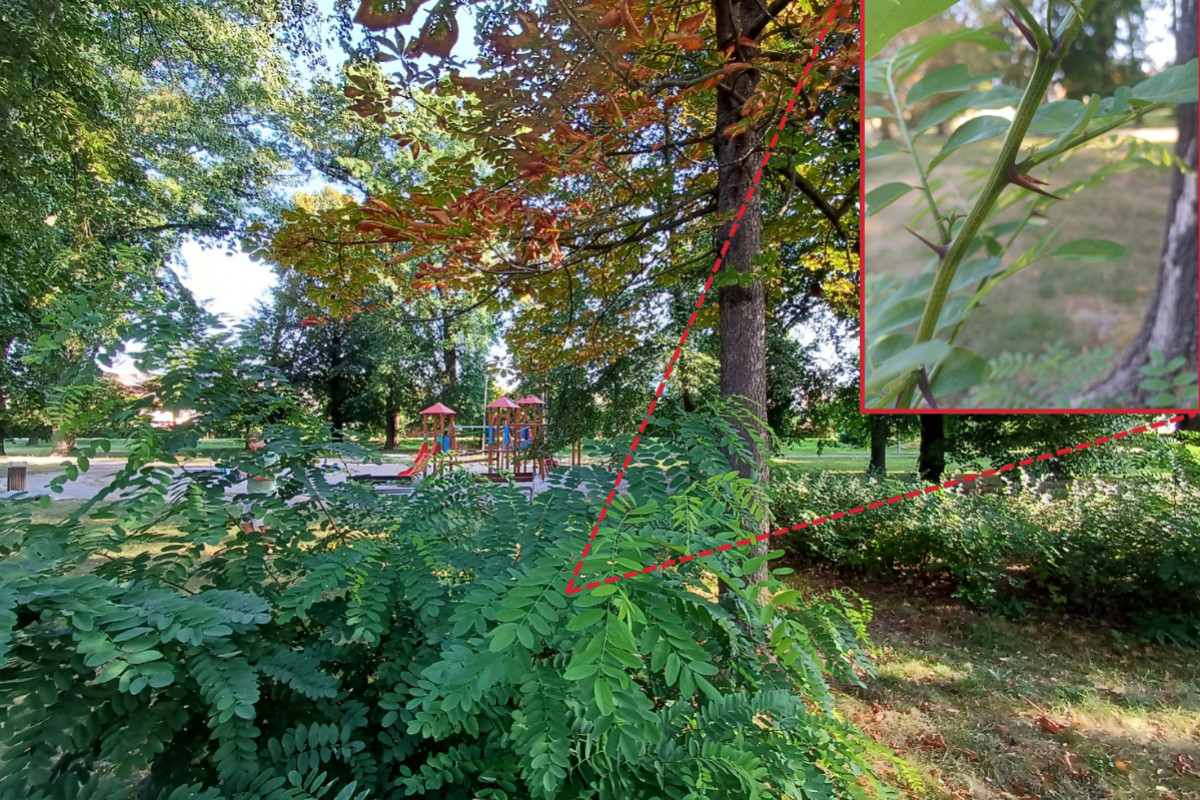 Klimatická změna vytlačuje původní dřeviny z měst