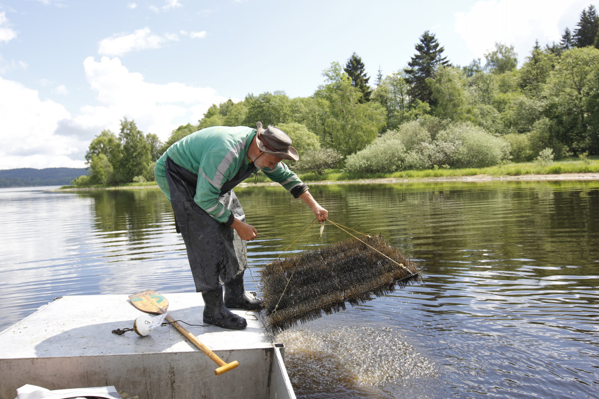 Lipenští candáti dostanou hnízda z kominických štětek