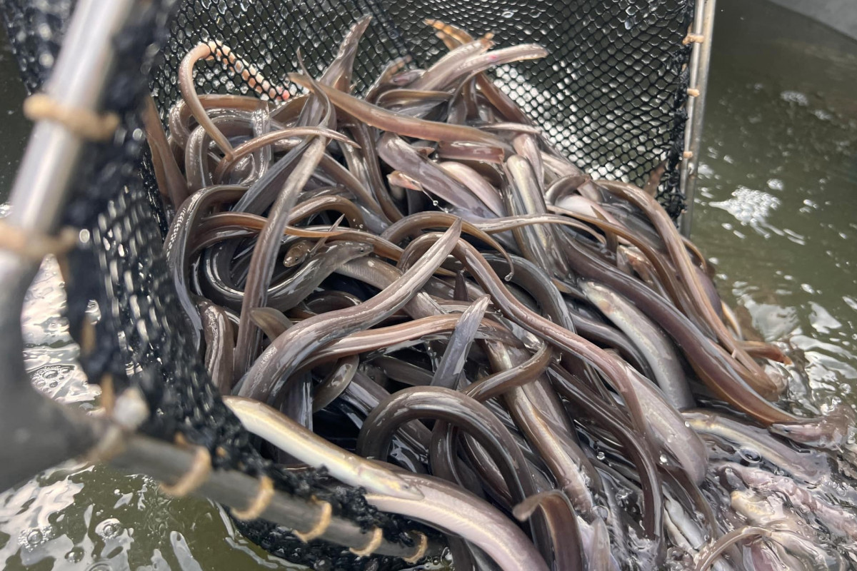 Díky příspěvku kraje vysadí rybáři další tisíce úhořů