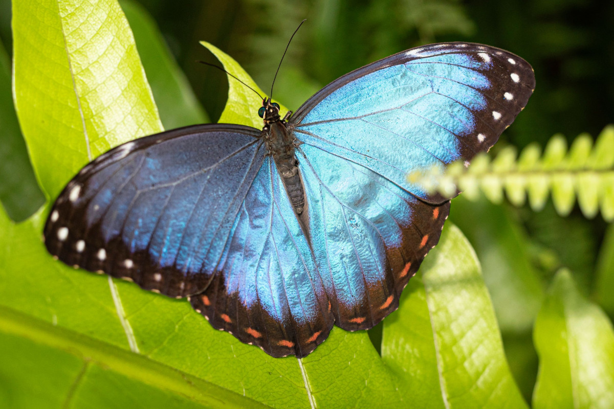 Skleník Fata Morgana se proměnil v tropický motýlí ráj Skleník Fata Morgana se proměnil v tropický motýlí ráj
