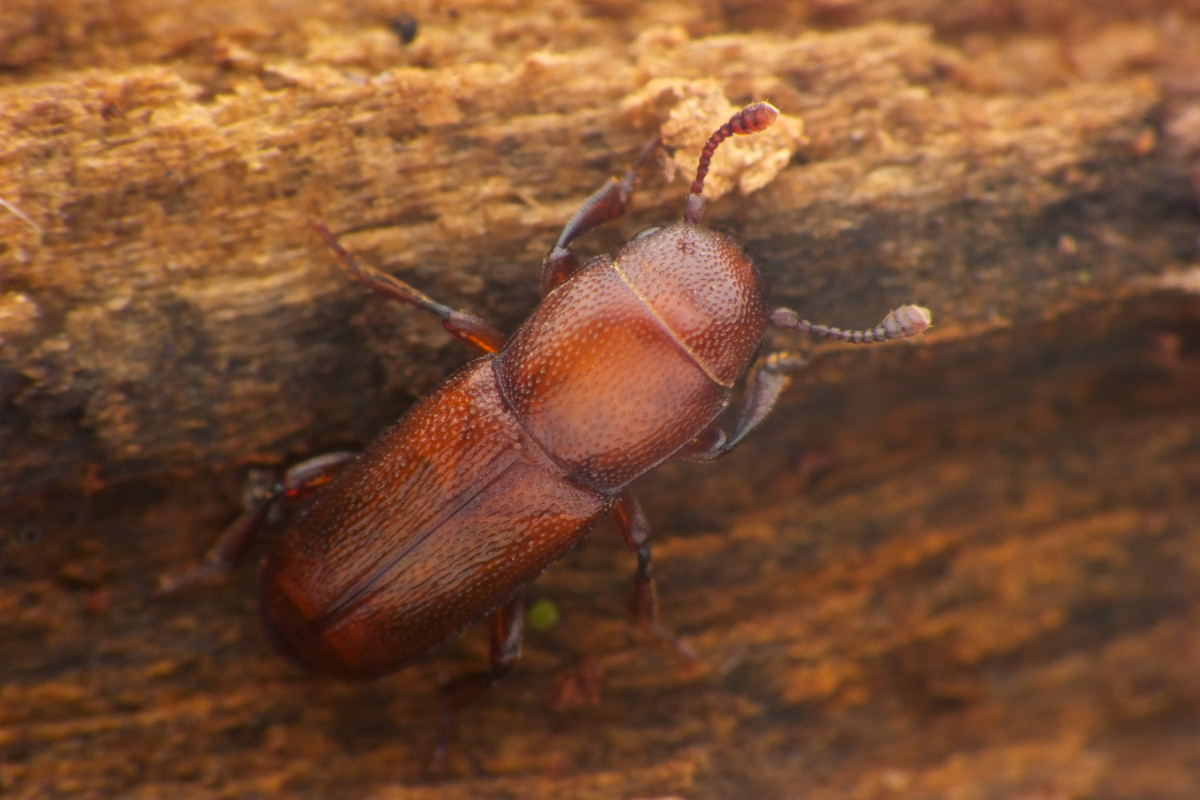 Vzácný brouk se po více než sto letech objevil v oblasti Soutok