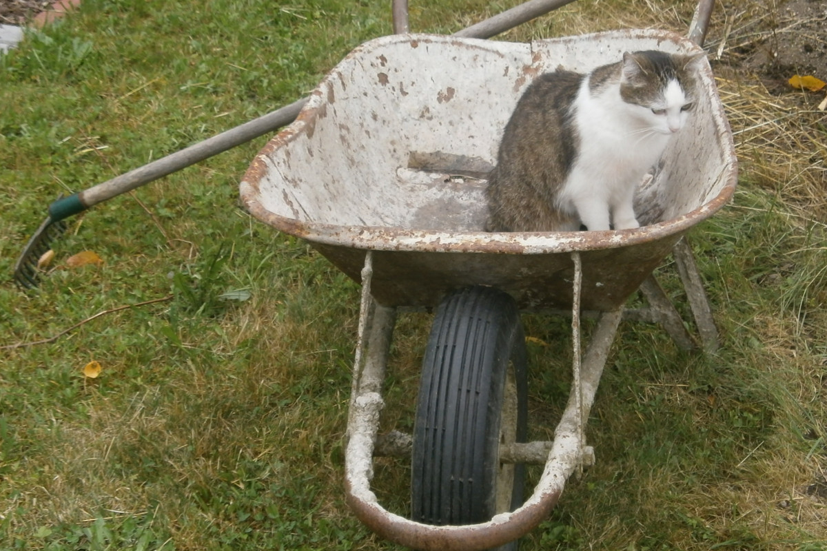 V březnu se v Písku budou odchytávat a kastrovat toulavé kočky