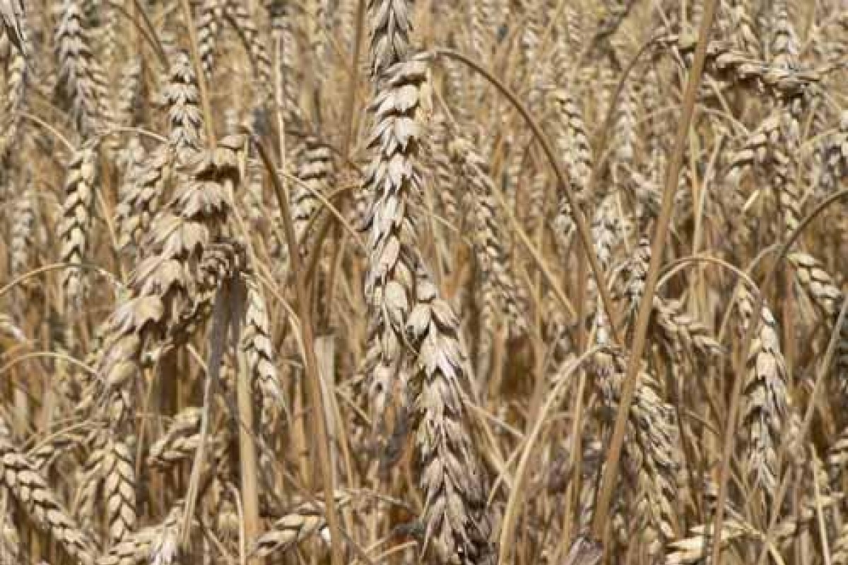 Energetická krize kvůli blokádě Hormuzu přerůstá v potravinovou