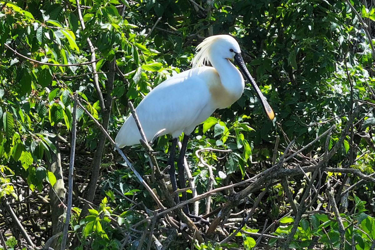 Kolpíci už obsazují hnízda na Vrbenských rybnících! Kolpíci už obsazují hnízda na Vrbenských rybnících!