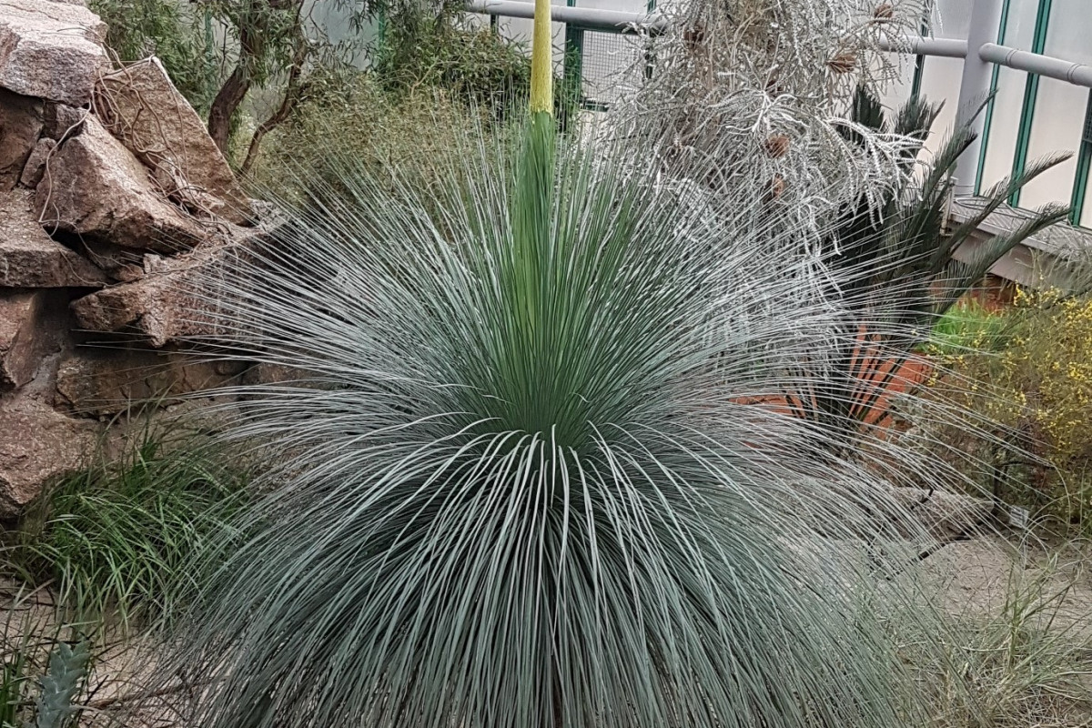 Evropská rarita: V liberecké botanické zahradě vykvete žlutokap Evropská rarita: V liberecké botanické zahradě vykvete žlutokap