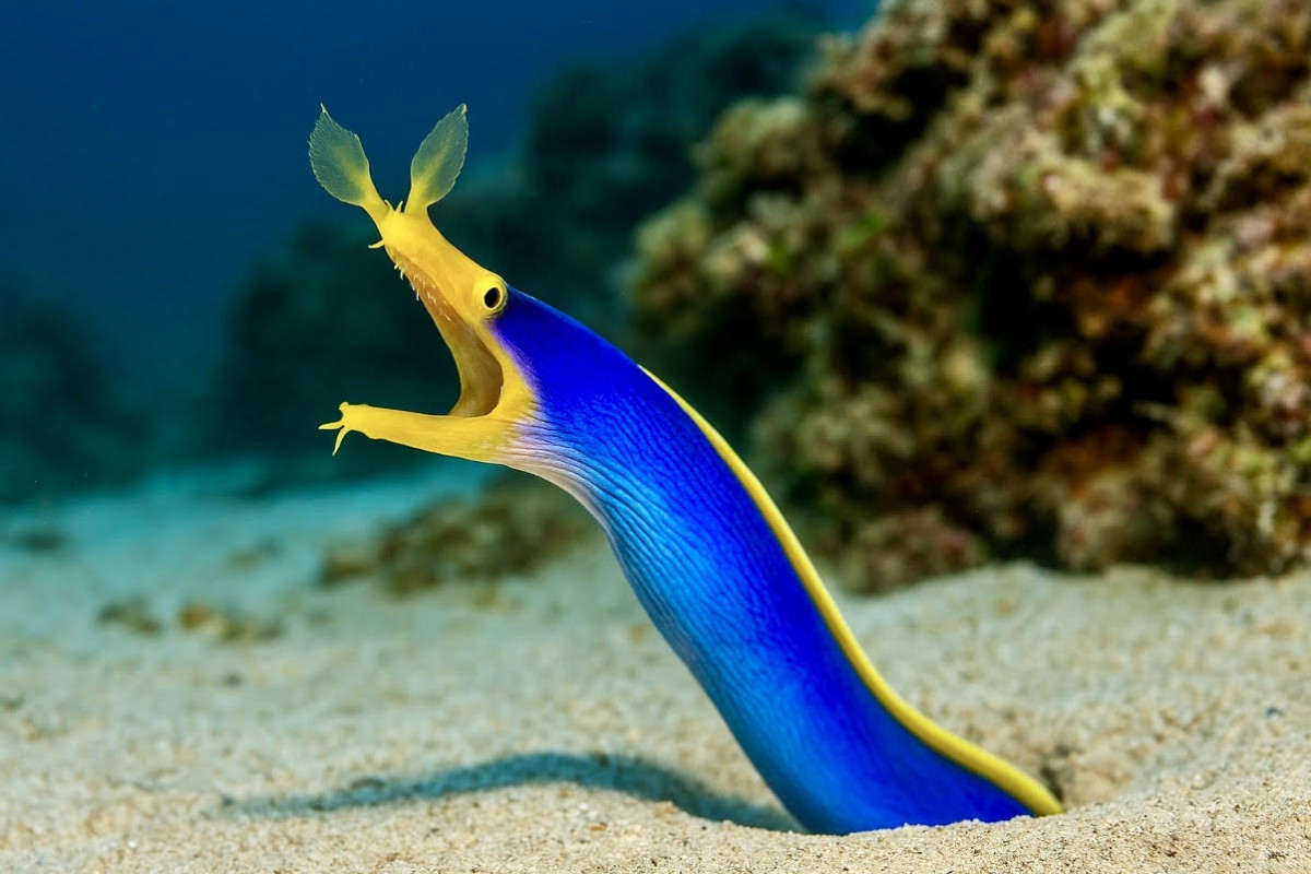 Muréna nosatá: „stužková“ královna útesů měnící barvy i pohlaví Muréna nosatá: „stužková“ královna útesů měnící barvy i pohlaví