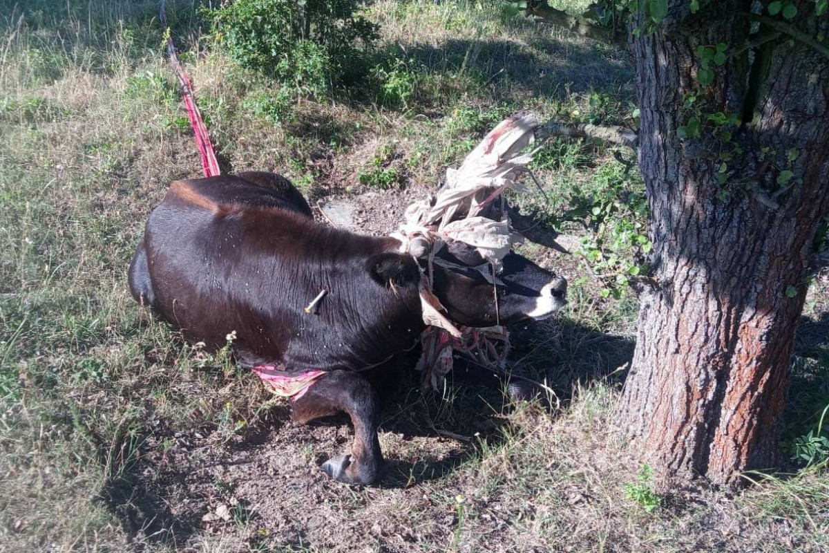 Samice pratura se zamotala do starého padáku