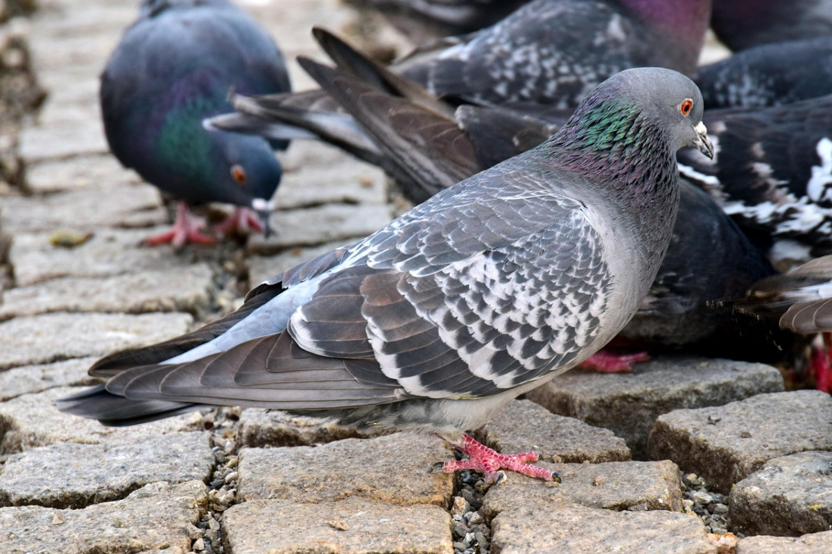 Město Nymburk zajistí regulaci přemnožených holubů