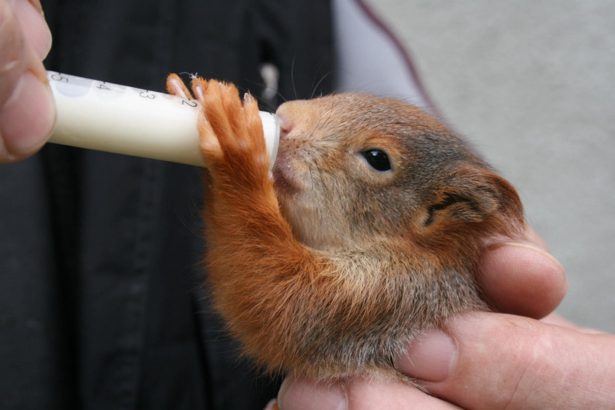 Olomoucký kraj zvýšil podporu záchranných stanic pro zvířata