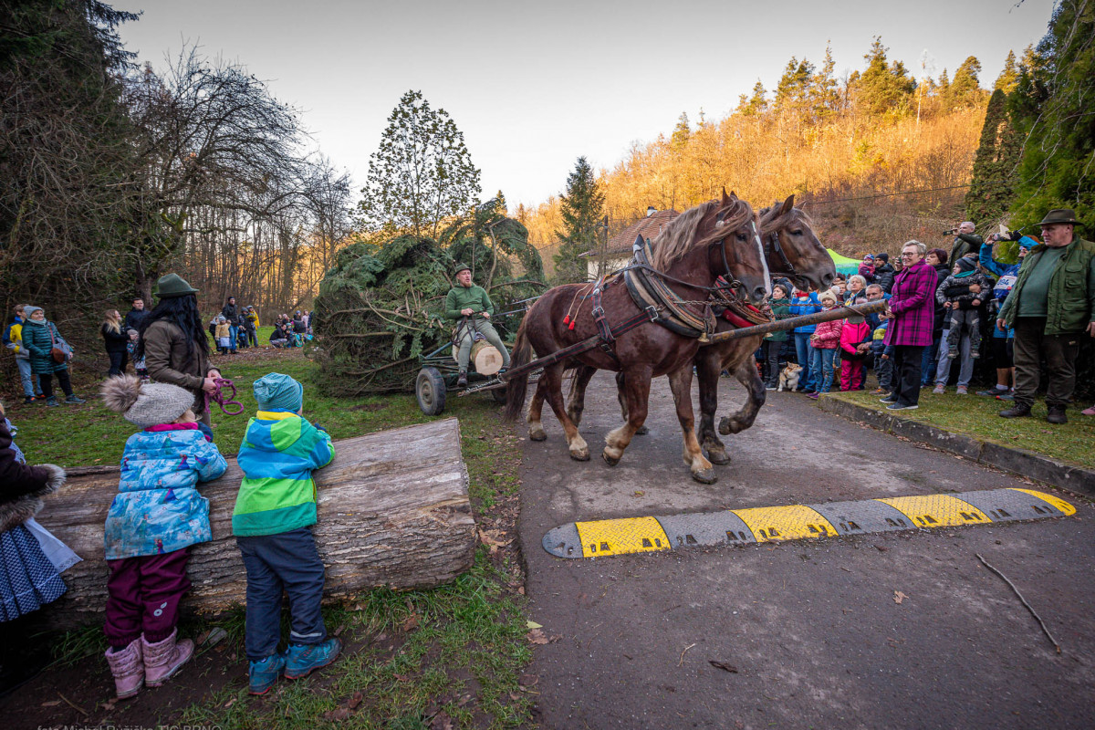Brněnský vánoční strom vyráží z Bílovic nad Svitavou