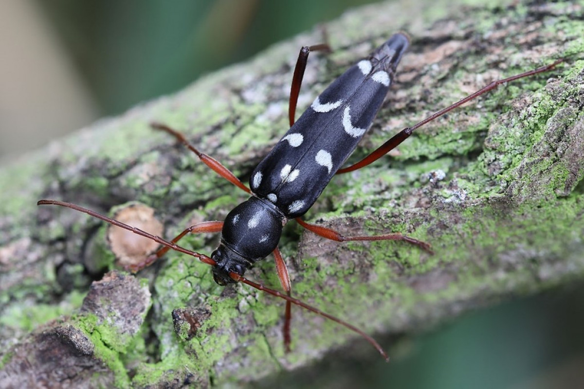 Brouci se vracejí, rostliny váhají: co zůstává po invazním akátu
