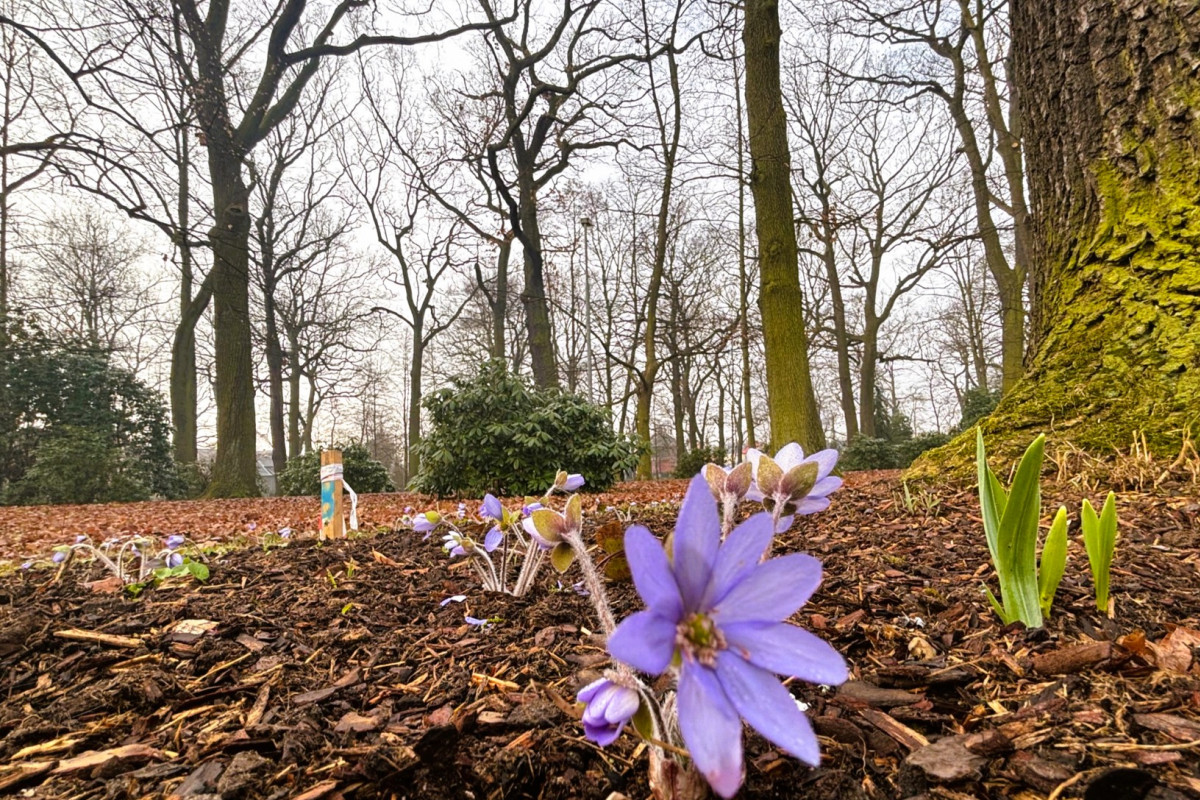 V největším bohumínském parku rozkvétají tisíce jaterníků V největším bohumínském parku rozkvétají tisíce jaterníků