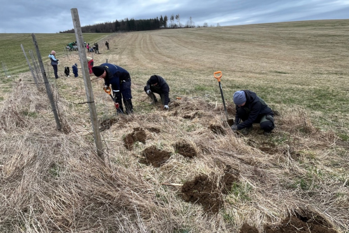 Myslivecký spolek Horní Heřmanice zahajuje výsadbu plodonosných keřů Myslivecký spolek Horní Heřmanice zahajuje výsadbu plodonosných keřů