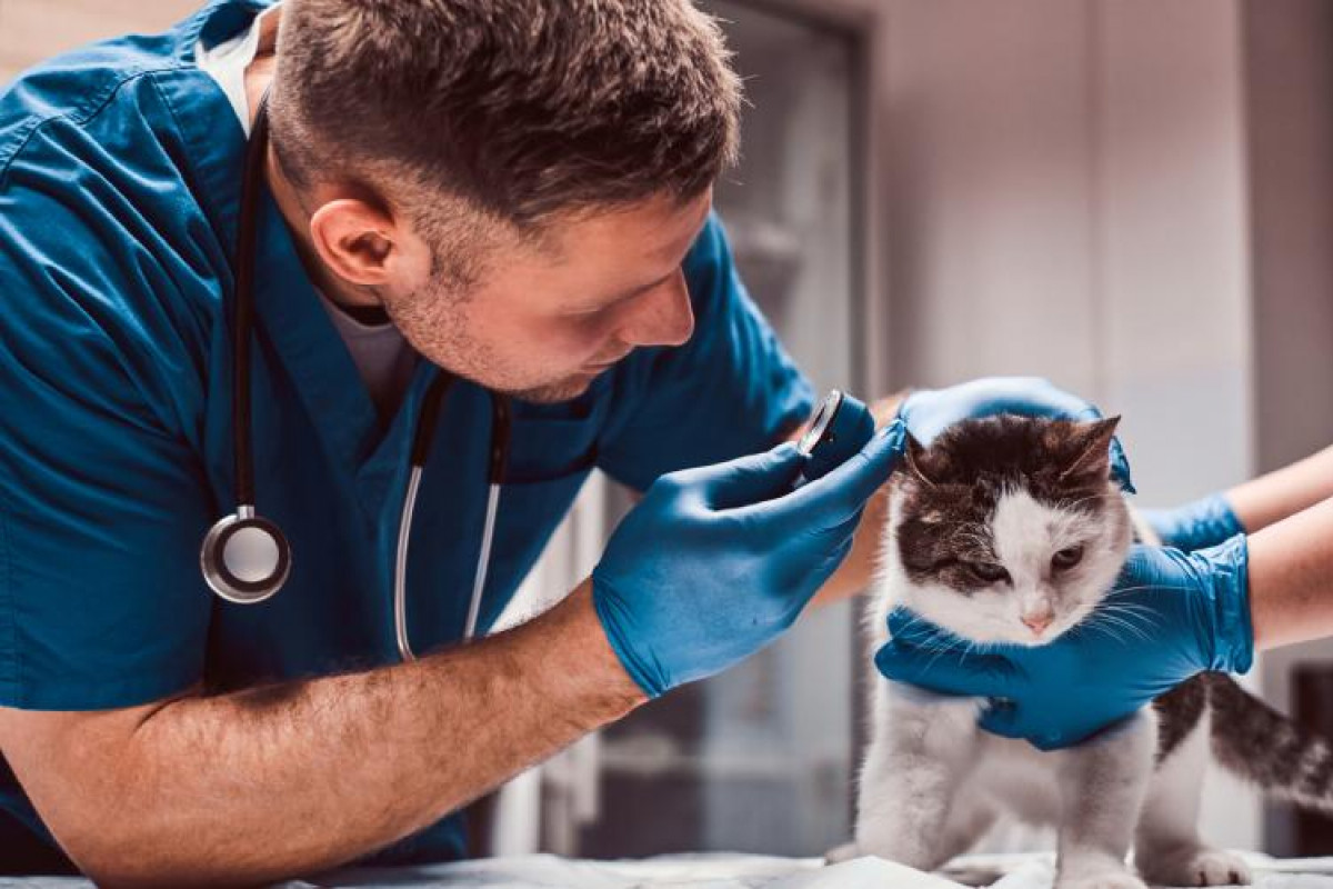 Pro Karlovarský kraj je veterinární pohotovost prioritou
