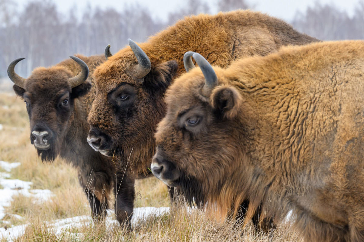 V Česku vzniká nová rezervace pro zubry