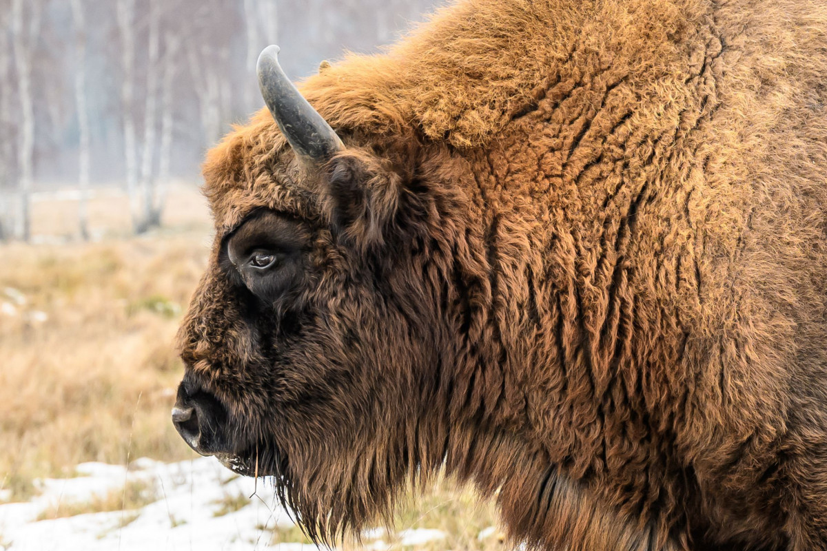 Zubři na Ústecku získali od veřejnosti již čtvrtinu potřebné částky