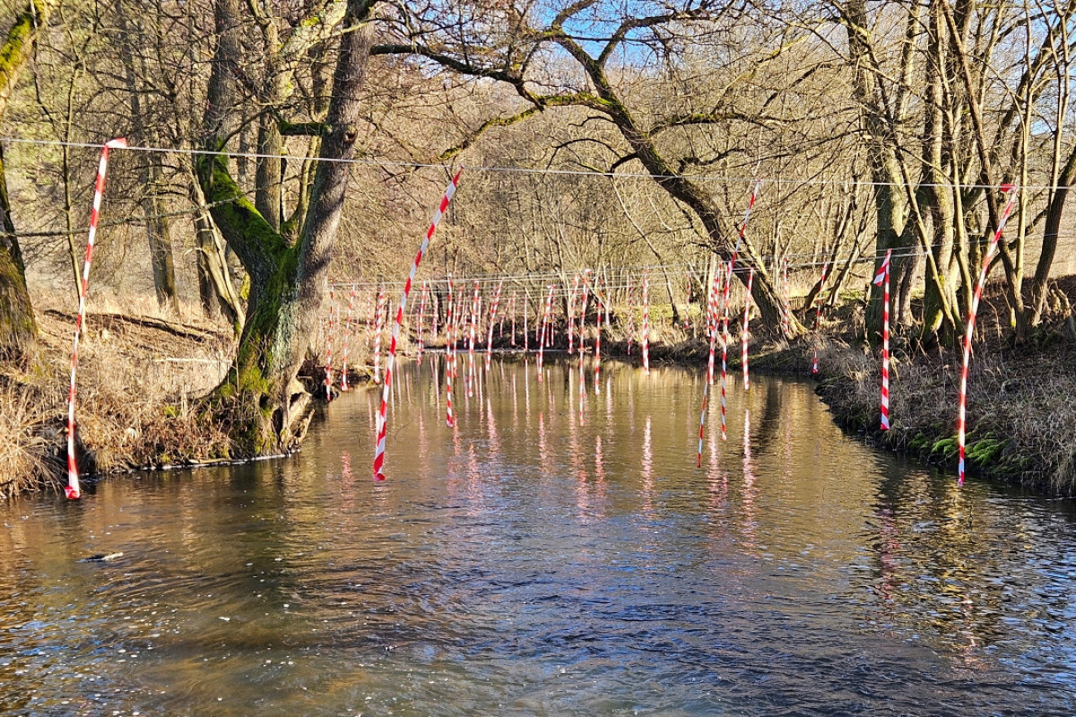 Jaký vliv mají kormoráni na úbytek ryb?