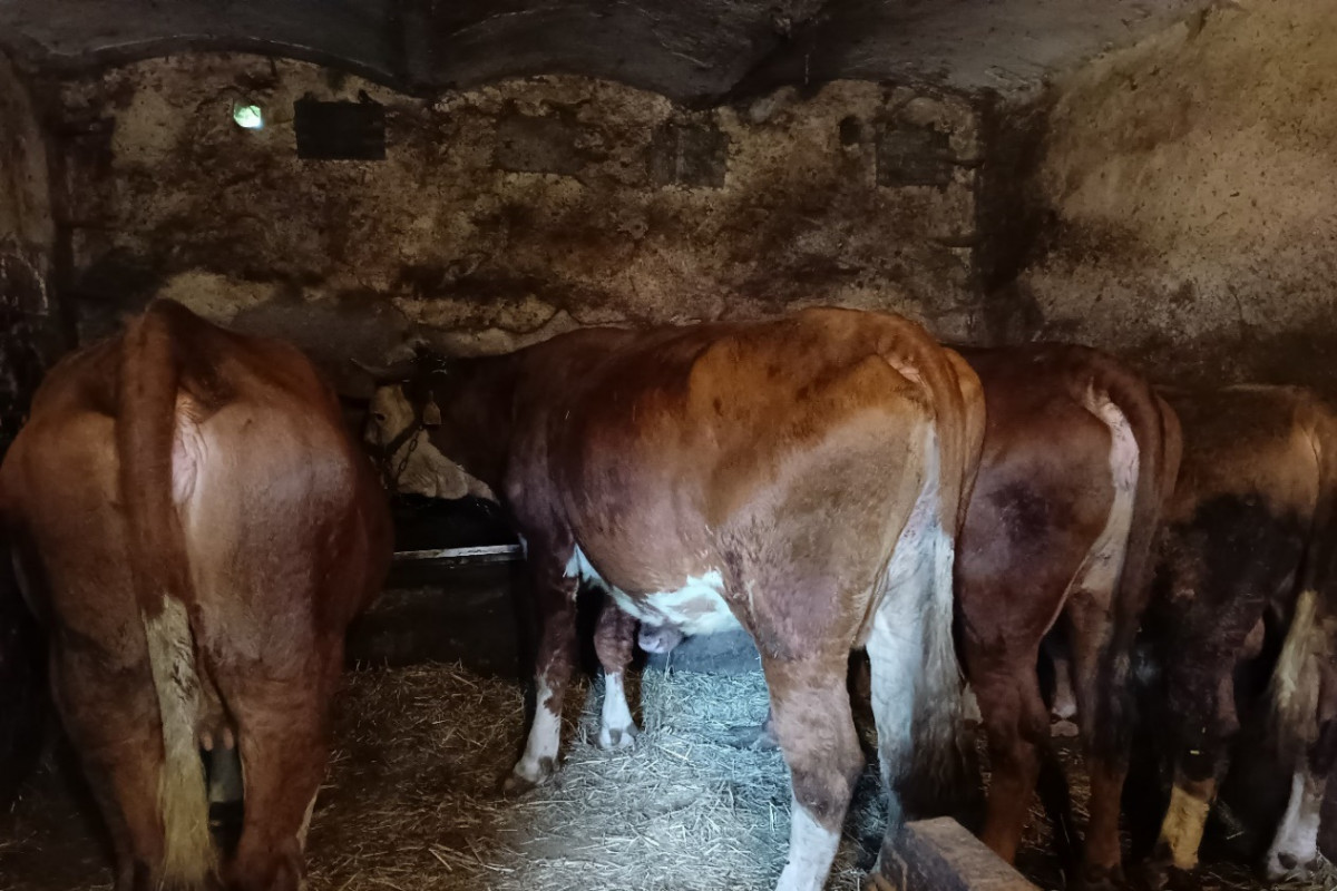 Odebrání týraných zvířat na Nymbursku do náhradní péče