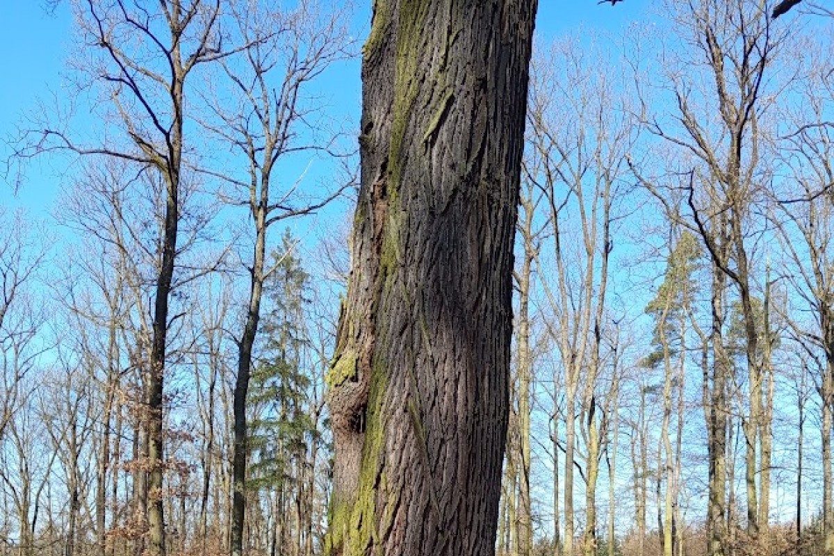 Staré stromy v plzeňských lesích dají život mnoha dalším organismům