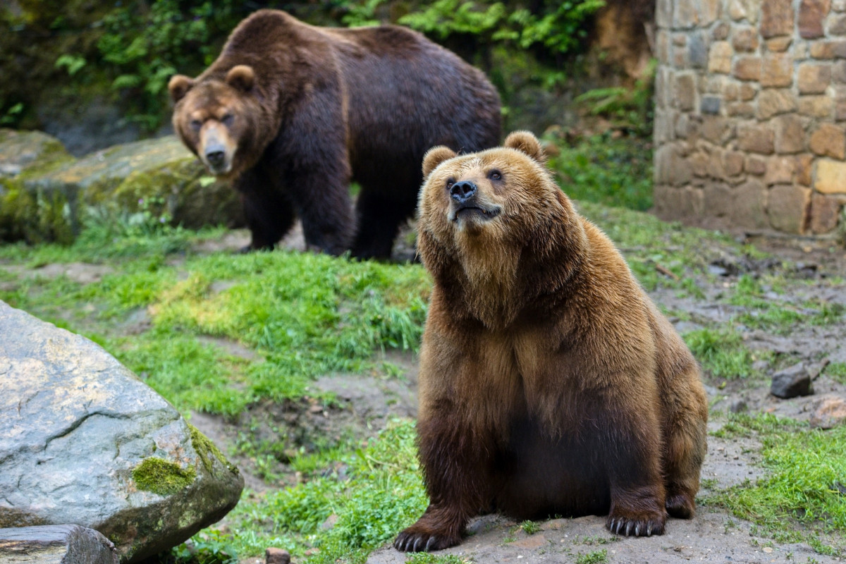 V Zoo Děčín symbolicky přivítají novou medvědici