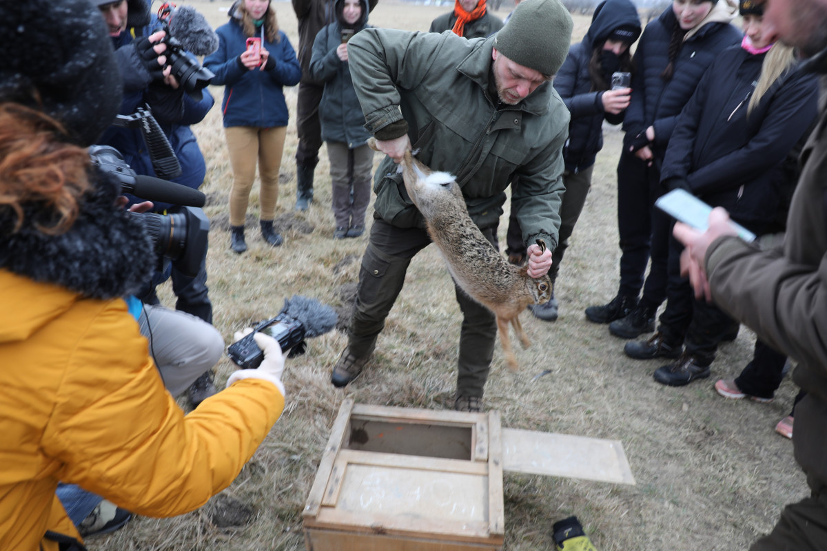 Jihočeský kraj chce snížit riziko střetů zvěře se silniční dopravou