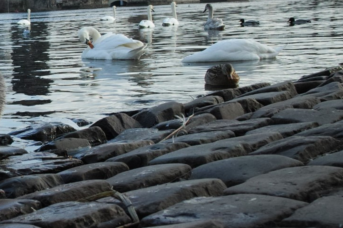 Nové ohnisko ptačí chřipky bylo potvrzeno ve Středočeském kraji
