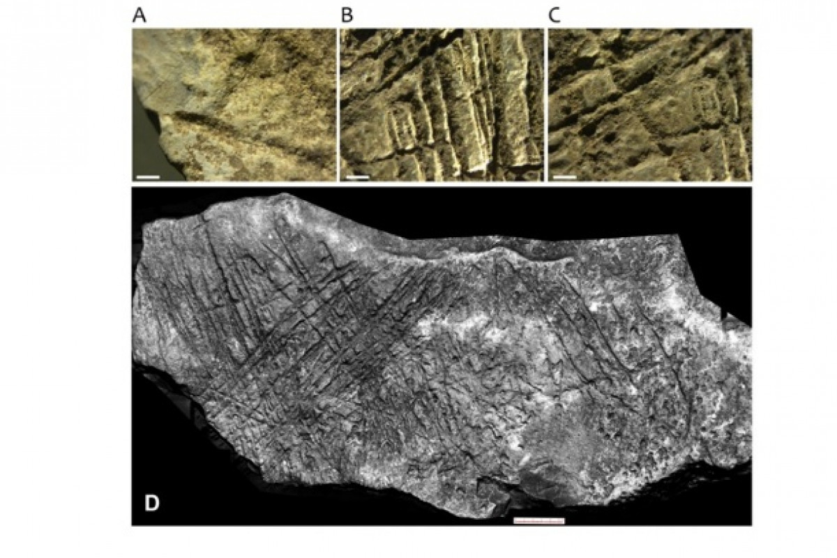 Pravěký kůň z Moravského krasu přepisuje mapu evropského umění