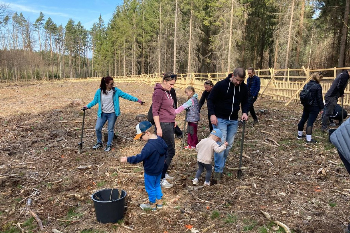 Den pro les: Přijďte sázet stromy na Zábělou Den pro les: Přijďte sázet stromy na Zábělou
