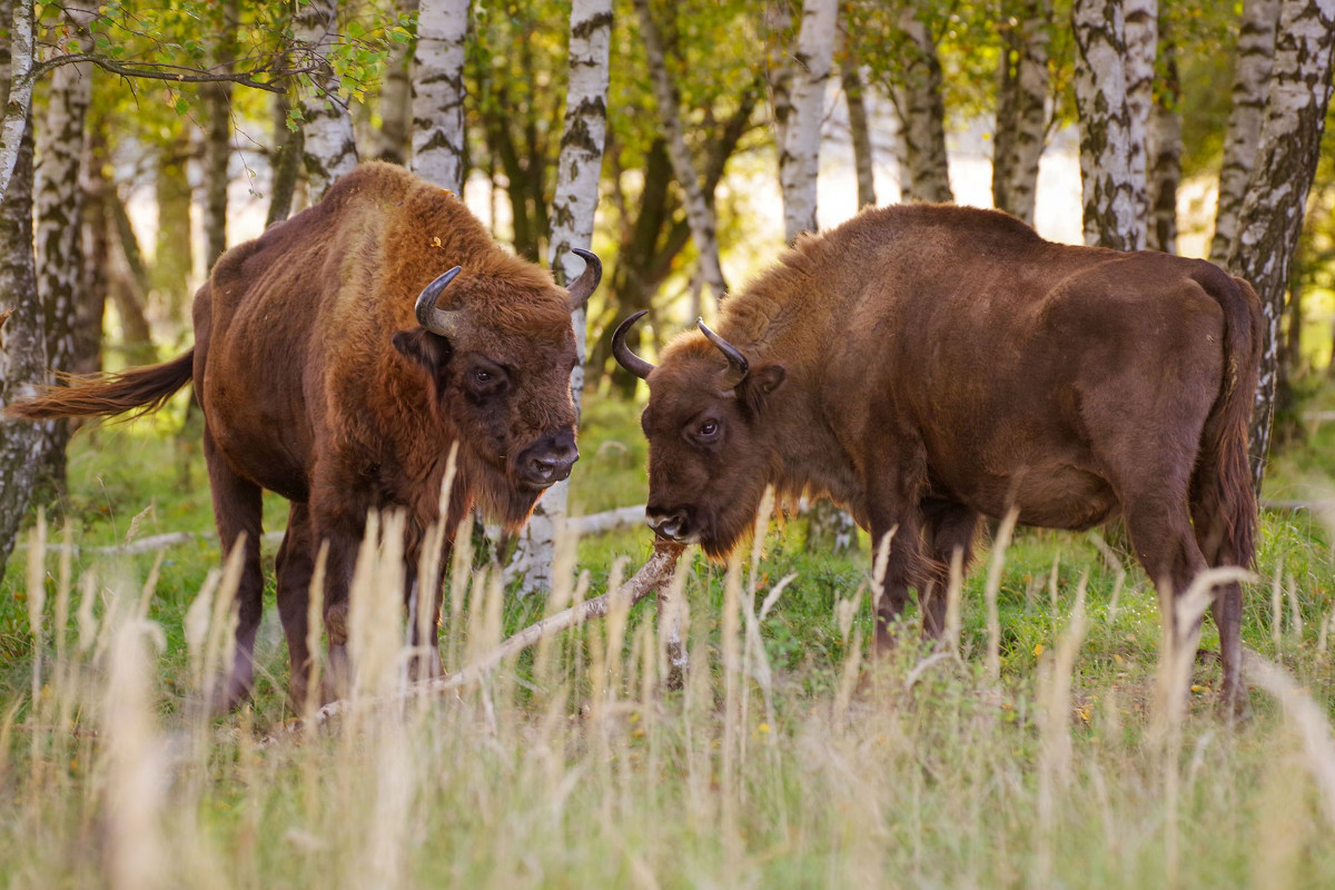 Zubři a divocí koně pomáhají ukládat do půdy stovky tun uhlíku