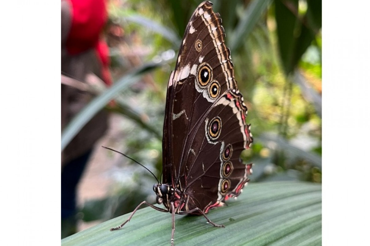 Zoo Děčín: Novinka na Rajských ostrovech: Tropičtí motýli!