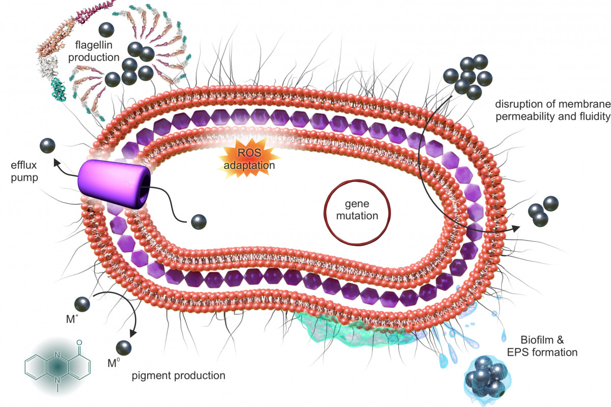 Bakterie se dokážou adaptovat i na antimikrobiální nanomateriály