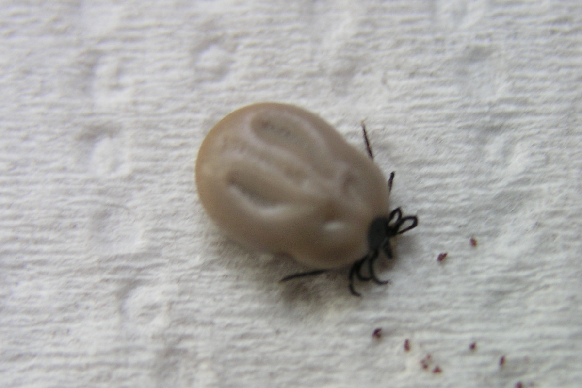 V Jihočeském kraji je rekordních 885 případů lymeské boreliózy V Jihočeském kraji je rekordních 885 případů lymeské boreliózy