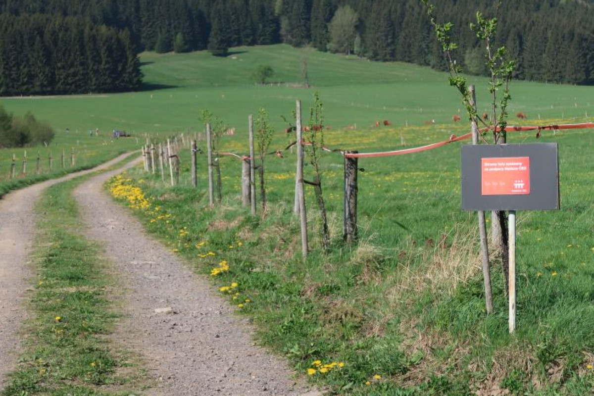 Hned desítka jihočeských obcí letos uspěla v grantu Stromy