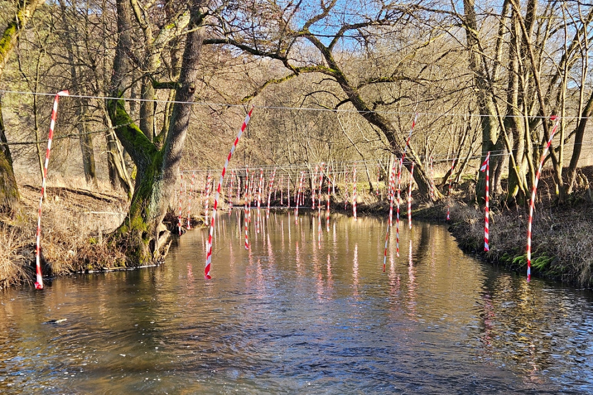 Jaký vliv mají kormoráni na úbytek ryb?