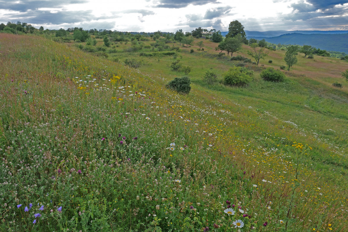 Rezervace v Doupovských horách bude pro ochranu zubrů zásadní Rezervace v Doupovských horách bude pro ochranu zubrů zásadní