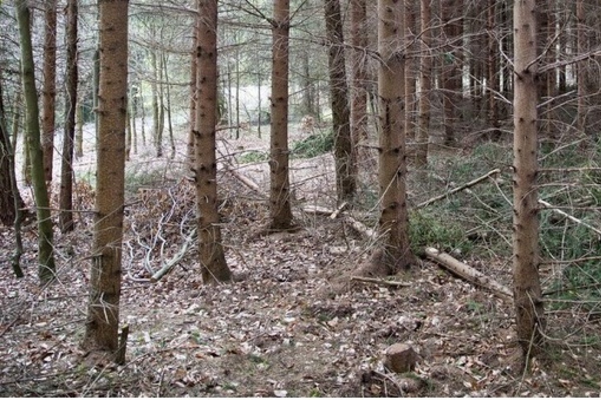 Na boj proti suchu v lesích dá kraj letos takřka 7,3 milionu korun