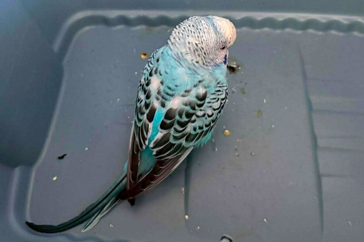 Malý letec nouzově přistál, na záchranu vyrazila hlídka městské policie Malý letec nouzově přistál, na záchranu vyrazila hlídka městské policie