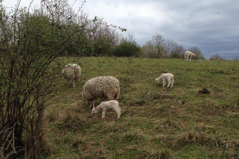 Do přírodních oblastí Prahy vrací stáda skotu, ovcí a koz