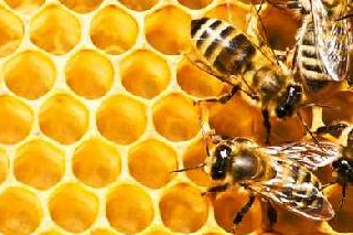 Za 30 let zmizelo v Severní Americe 94% včel a opylovaných rostlin